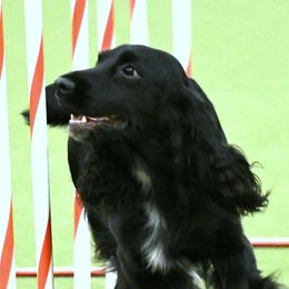 Field Spaniels from Arietta Field Spaniels