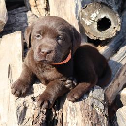 Mercy - Chocolate female Labrador Retriever puppy in Camden, Indiana from Camden's Caring Canines