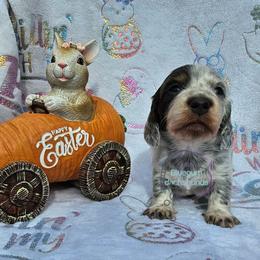 Finn blue pie LH boy - Piebald male Dachshund puppy in Herald, California from Bluegum Dachshunds