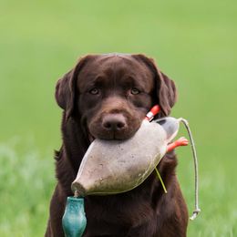 Gordon Setters and Labrador Retrievers from Fenwyck