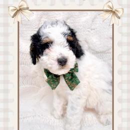 Buddy - Phantom Parti - Black and white male Bernedoodle puppy in Bowling Green, Ohio from Windy Creek Doodles