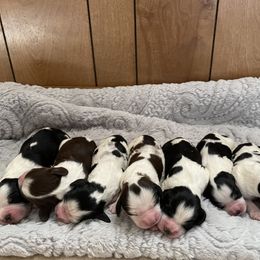 English Springer Spaniel Puppies from Cedar Ridge Kennels
