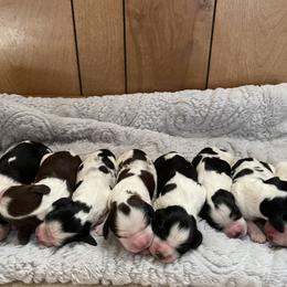 English Springer Spaniel Puppies from Cedar Ridge Kennels
