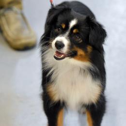 Porsha - Toy Australian Shepherd