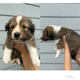 Green - Sable and white male Shetland Sheepdog puppy in Katy, Texas from Sherock’s Shelties