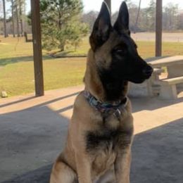 Belgian Malinois from Clark's Belgian Malinois