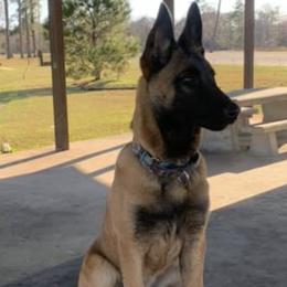 Belgian Malinois from Clark's Belgian Malinois