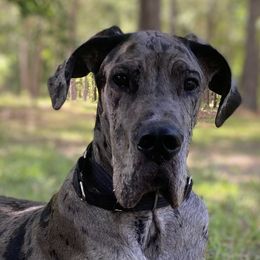 Moose - Great Dane puppy in Loris, South Carolina from Outback Danes