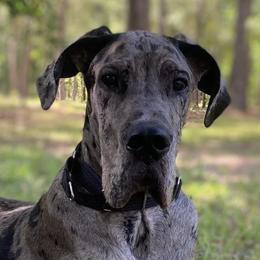 Moose - Great Dane puppy in Loris, South Carolina from Outback Danes