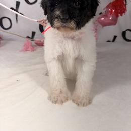 Cupid - Parti female Poodle puppy in Luana, Iowa from Country View Bernedoodles and Goldendoodles