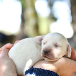 Key Lime Pie - Piebald male Dachshund puppy in Youngstown, Florida from Paradox Dachshunds