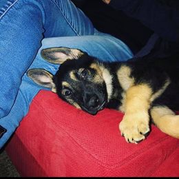 German Shepherd Puppies from Sandy’s Shepherds