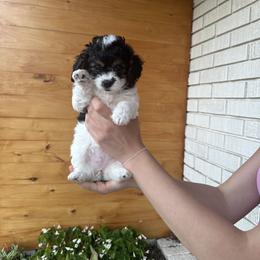 Cavapoo Puppies from Ibby Dibby doodles