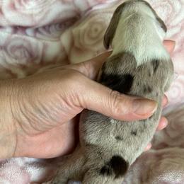 Clover - Dapple female Dachshund puppy in Bruceton, Tennessee from Dachshund Dreams (miniature)