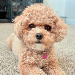 Nala - Cavapoo