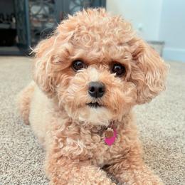 Nala - Cavapoo