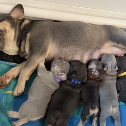 French Bulldogs from Amber Gomes