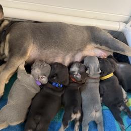 French Bulldogs from Amber Gomes