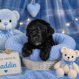 Aladdin - Black male Shihpoo puppy in Hertford, North Carolina from Heaven Sent Shihpoo's