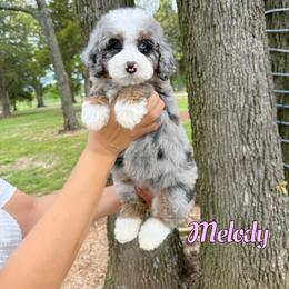 Melody - Blue merle female Bernedoodle puppy in Mount Vernon, Missouri from PoodlelyDoodlely