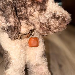 Old English Sheepdog, Poodle, Sheepadoodle, and Yorkipoo All Grown Up from Love Tallulah Sheepadoodles LLC