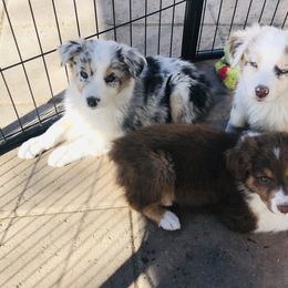 Australian Shepherd Puppies from Topaz Aussie’s