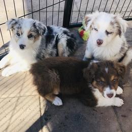 Australian Shepherd Puppies from Topaz Aussie’s
