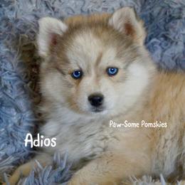 Adios - Silver and white male Pomsky puppy in Krum, Texas from Paw-Some Pomskies