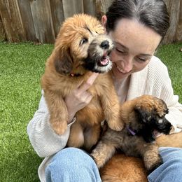 Soft Coated Wheaten Terriers from Swheatie Life