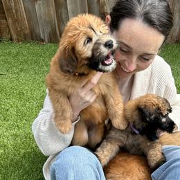 Soft Coated Wheaten Terriers from Swheatie Life