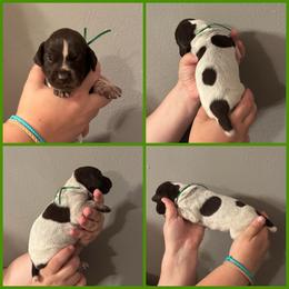 Minerva (green) - Liver roan female German Shorthaired Pointer puppy in Marshfield, Missouri from Suma Kennels