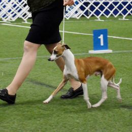 Brian - Italian Greyhound