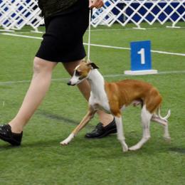 Brian - Italian Greyhound