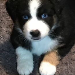 Miniature American Shepherd Puppies from Eagles Landing Miniature American Shepherds