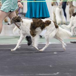 Xena - Silken Windhound