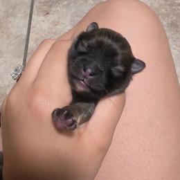 Peter - Black male Pomeranian puppy in Fort Worth, Texas from Picture Perfect Poms