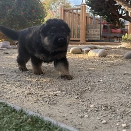 Chance - Black and tan male German Shepherd puppy in El Cajon, California from Four Pines Ranch