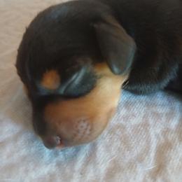 Black and tan - Black and tan male Dachshund puppy in Cedar Rapids, Iowa from Paulassillydogs