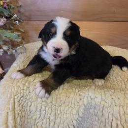 Buster - Black tan and white male Bernese Mountain Dog puppy in Gaffney, South Carolina from Circle D Farms