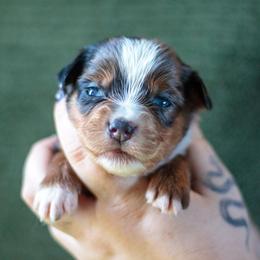 Zombie - Blue merle female Miniature American Shepherd puppy in Olive Hill, Kentucky from SaturnMoon MAS & BC
