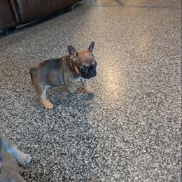 Star - Fawn female French Bulldog puppy in Springfield, Illinois from Paws n Claws Frenchies