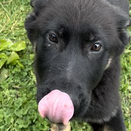 Light Blue - Black and tan German Shepherd puppy in Louisville, Kentucky from B1 Kennels