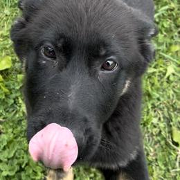 Light Blue - Black and tan German Shepherd puppy in Louisville, Kentucky from B1 Kennels