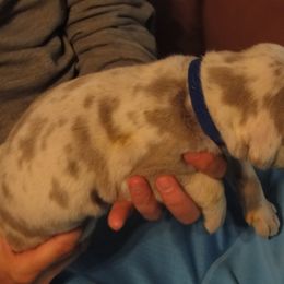 Cardigan Welsh Corgi and Great Dane Puppies from Red Oak Farm and Kennel