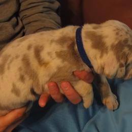 Cardigan Welsh Corgi and Great Dane Puppies from Red Oak Farm and Kennel