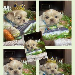 Danny - Cream and white male Shih Tzu puppy in Coolidge, Arizona from Shih Tzu’s  ‘N’ Love