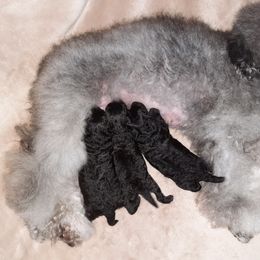 Poodle Puppies from Bea Legend Toy and Mini Poodles