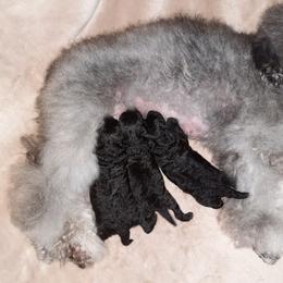 Poodle Puppies from Bea Legend Toy and Mini Poodles