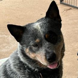 Timber - Australian Cattle Dog