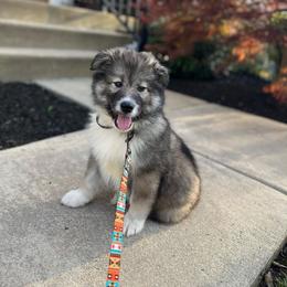 Native American Indian Dog Puppies from Corn Moon Kennels: a member of the Native American Indian Dog Preservation Project